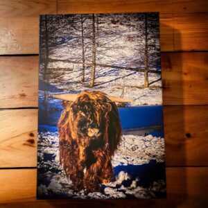 Fotoleinwand: Schwarzwald Büffel (60 x 90 cm)